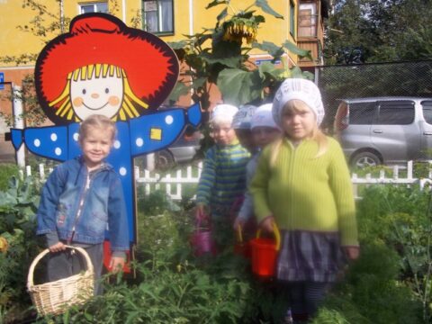 Сбор урожая